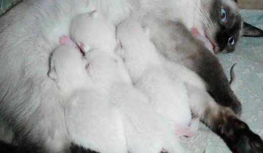 Cómo alimentar a mi gata después del parto