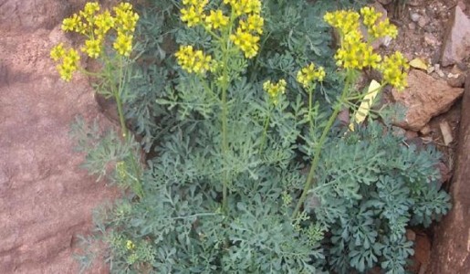 Cómo cuidar la planta de ruda