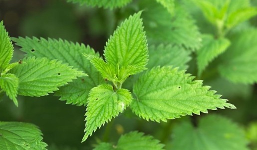 Cómo hacer un insecticida con ortigas