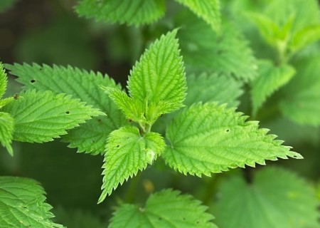 Cómo hacer un insecticida con ortigas
