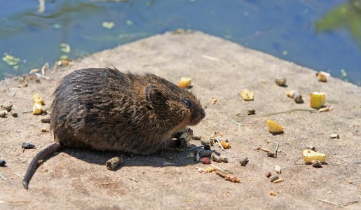 Cómo hacer un veneno para ratas casero