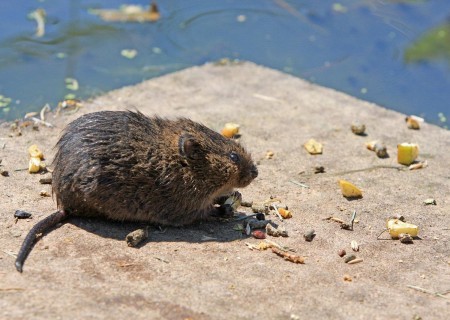 Cómo hacer un veneno para ratas casero