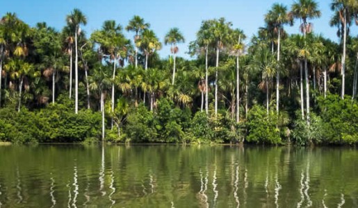 Día de la Reserva Nacional de Tambopata-Candamo