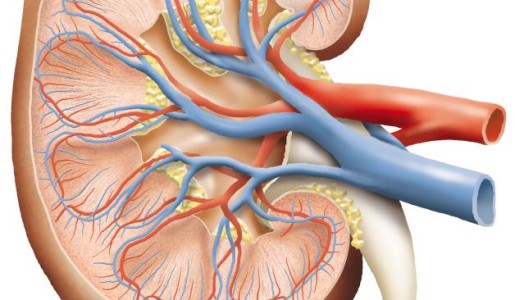 Por qué tengo la creatinina alta