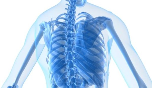 Cuál es la función de los riñones