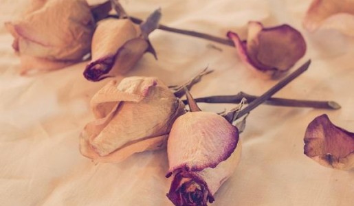 Cómo secar las flores