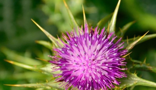 Plantas medicinales para el colesterol