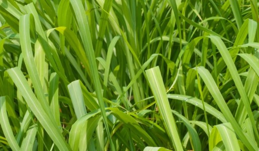 Cuáles son las propiedades de la citronela