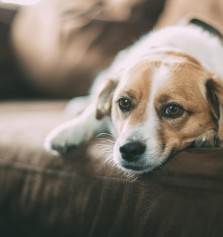 Animales: Sntomas de la alergia alimentaria en perros