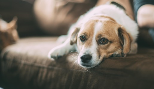 Animales: Síntomas de la alergia alimentaria en perros