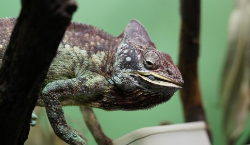 Cómo alimentar a un camaleón