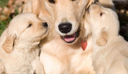 Cómo alimentar a mi perra después de parir