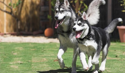 Cómo adiestrar a un husky