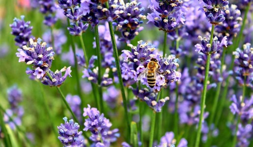 Cómo cuidar la lavanda