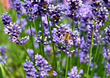 Cómo cuidar la lavanda