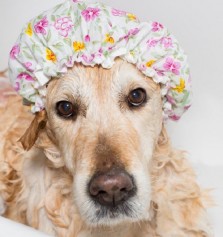Animales: Cmo hacer un bao de avena para perros