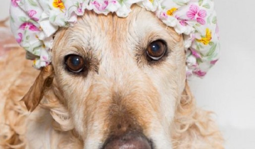 Animales: Cmo hacer un bao de avena para perros