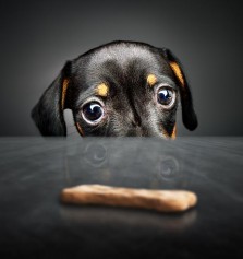 Animales: Cmo hacer galletas para perros fciles
