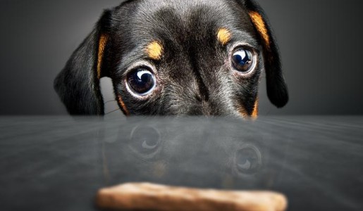 Animales: Cómo hacer galletas para perros fáciles