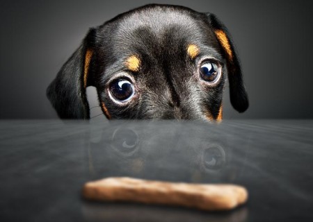 Animales: Cómo hacer galletas para perros fáciles