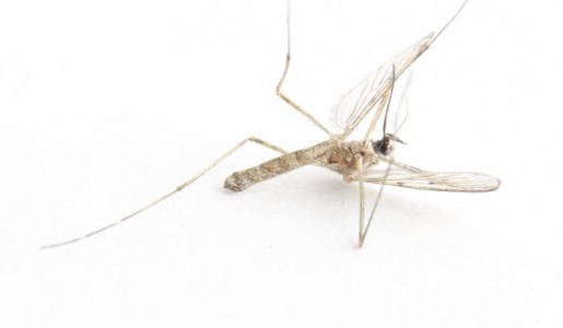 Cómo evitar insectos en casa en verano