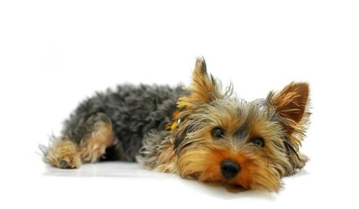 Cómo cuidar a un Yorkshire terrier