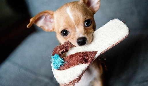 Cómo cuidar a un chihuahua