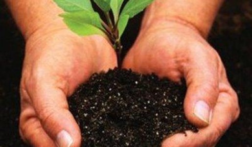 Cómo hacer abono natural