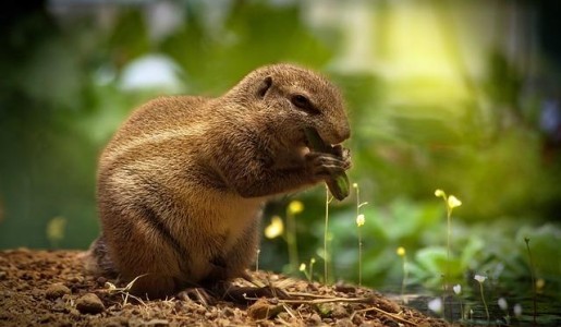 Cómo cuidar a una ardilla