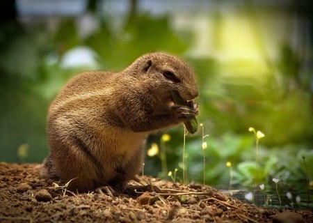 Cómo cuidar a una ardilla