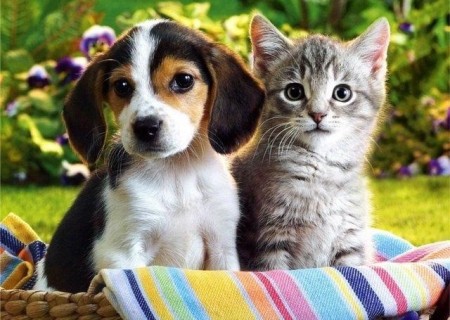 Perros y Gatos: Previniendo problemas en los cachorros