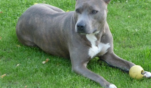 Cómo cuidar un american standford