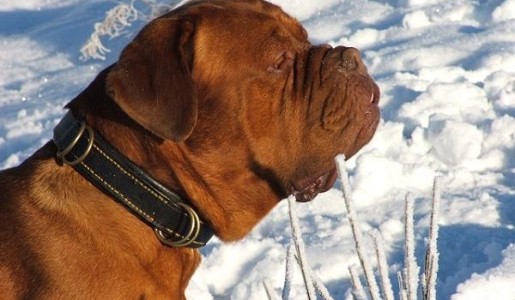 Cómo cruzar un mastín