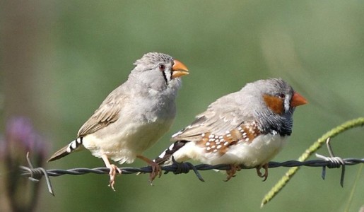 Cuáles son las enfermedades más comunes del diamante mandarín
