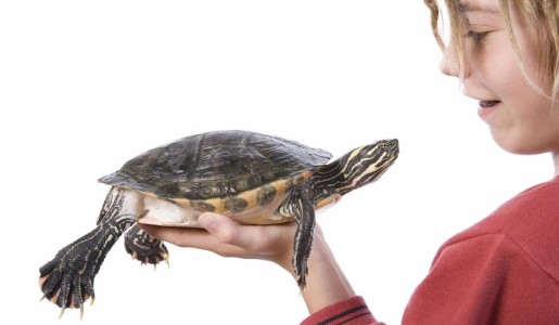 Cuántos años vive una tortuga