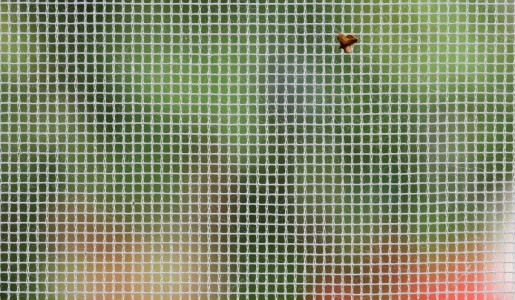 Cómo limpiar mosquiteras