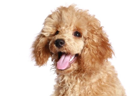 Cómo cuidar a un poodle toy