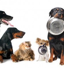 Animales: Recetas caseras para perros