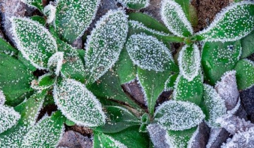 Plantas para clima frío