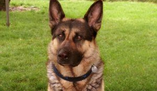 Cómo saber si mi perro tiene rabia