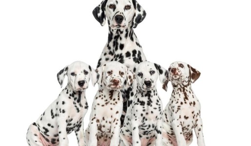 Animales: Cuántos cachorros puede tener un dálmata