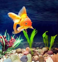 Animales: Por qu se mueren los peces de mi acuario