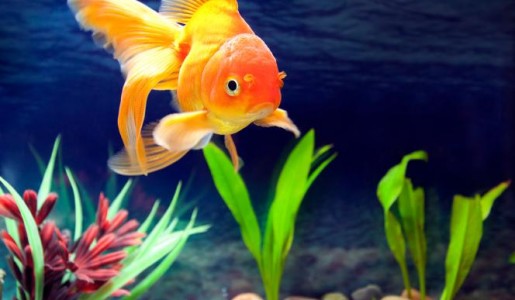 Animales: Por qu se mueren los peces de mi acuario