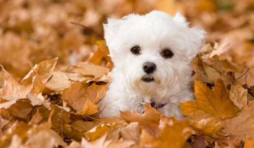 Cuántos cachorros puede tener un bichón maltés