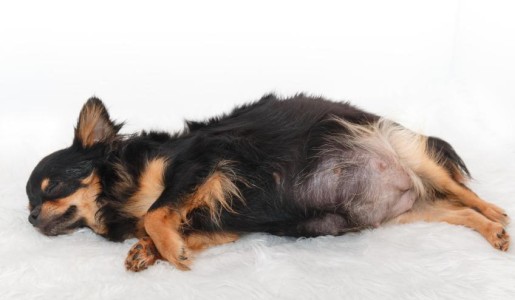 Animales: Cómo ayudar a mi perra a parir