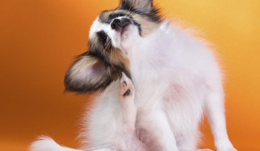 Remedios caseros para la dermatitis atpica en perros