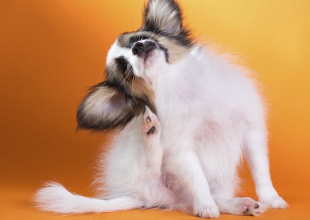 Remedios caseros para la dermatitis atópica en perros