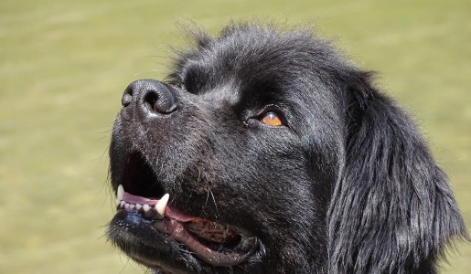Cómo cuidar a un terranova