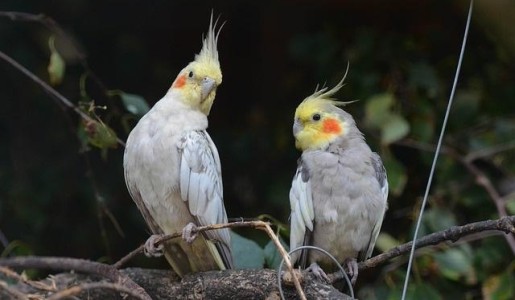 Cómo alimentar a una ninfa papillera