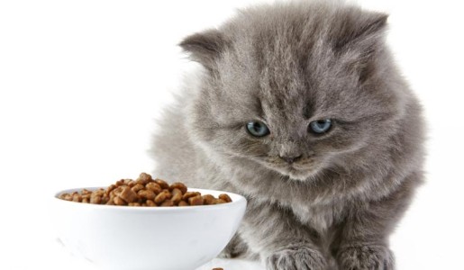 Cómo hacer que mi gato coma pienso